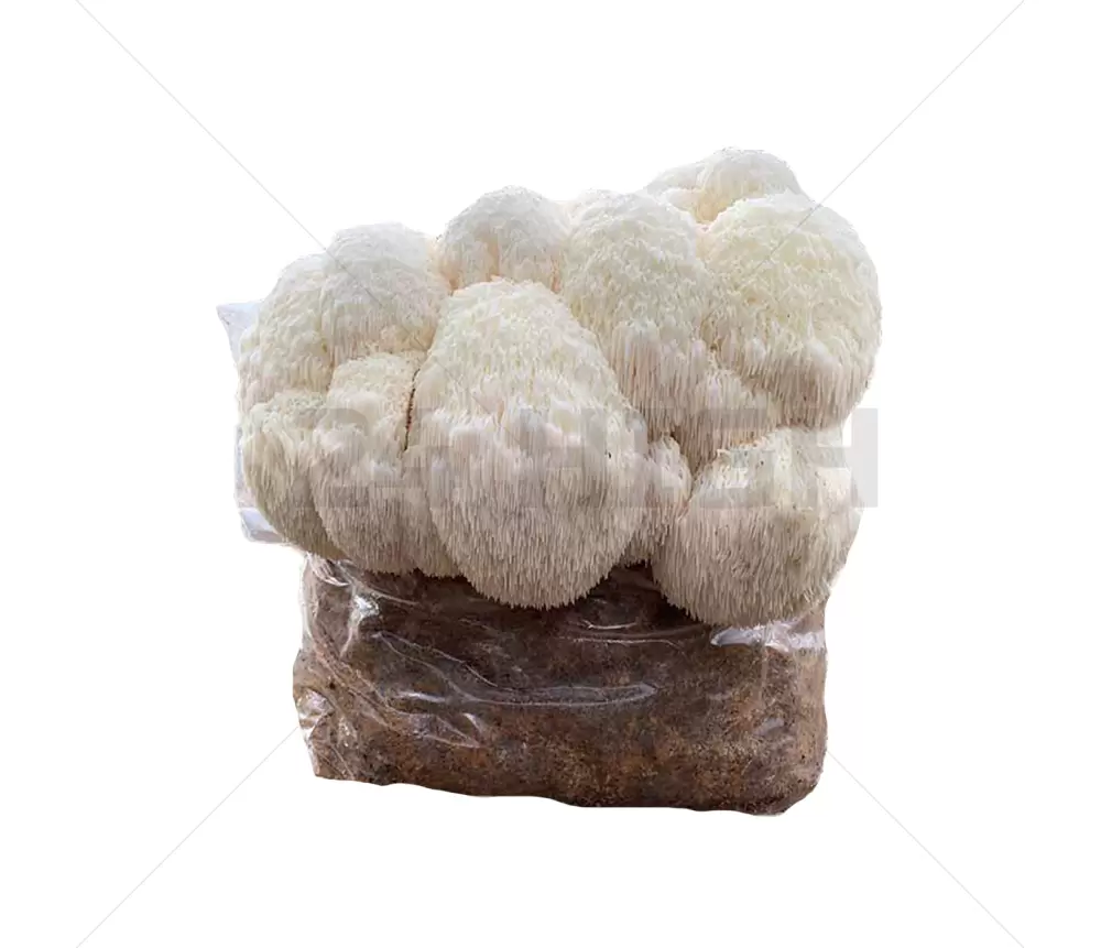 Lion's Mane Pilz Growkit XL