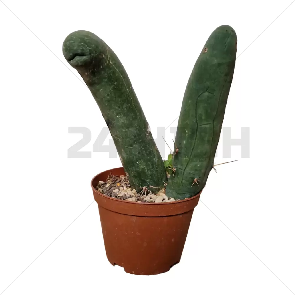 Trichocereus Bridgesii Monstrose im Topf (Penis Pflanze)