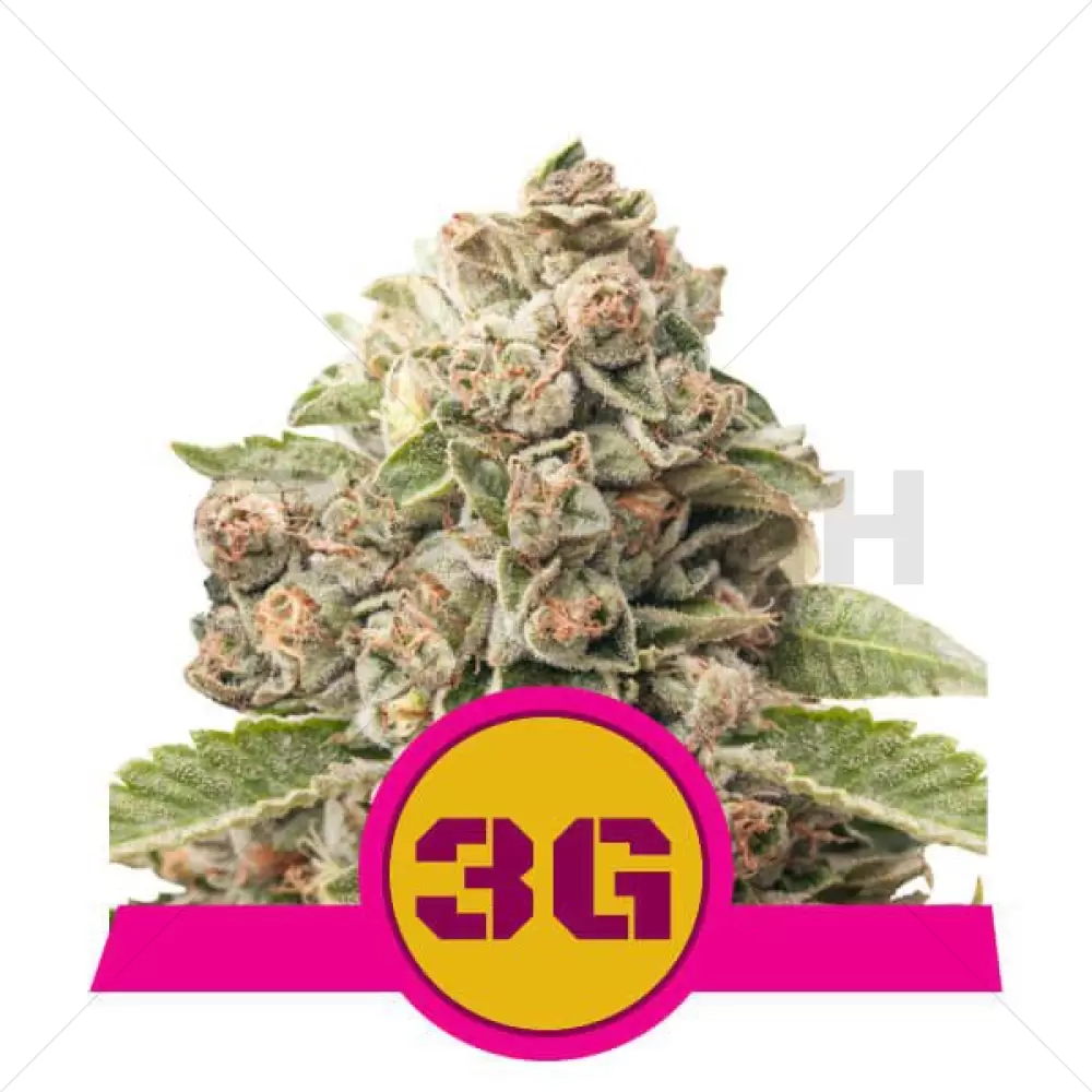 Triple G Feminisiert - Royal Queen Seeds - 3 Samen