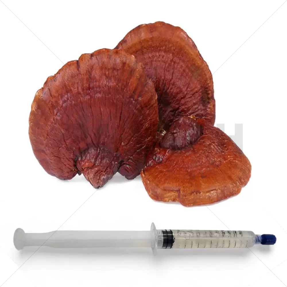 Roter Reishi (Ganoderma lucidum) Flüssigkultur Spritze - 20 ML