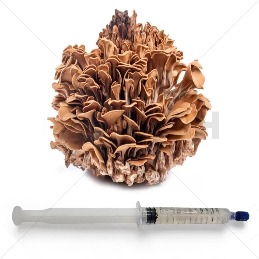 Maitake (Grifola frondosa) Flüssigkultur Spritze - 20 ML