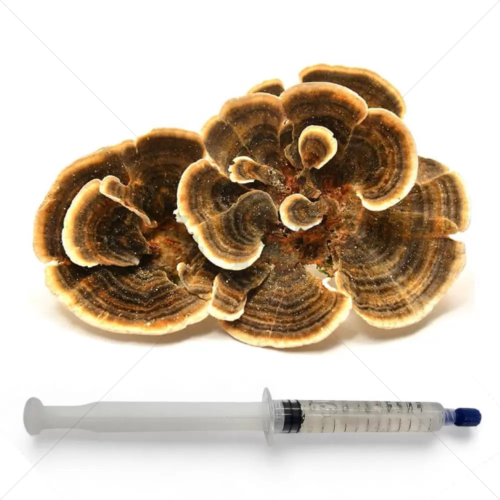 Putenschwanz (Trametes versicolor) Flüssigkultur Spritze - 20 ML