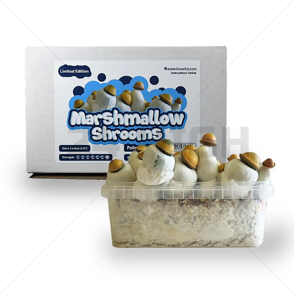 Marshmallow-Pilze Growkit XL (2100cc)