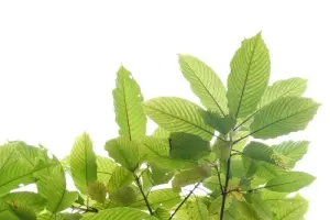 Kratom-Sorten: Was sind die Unterschiede zwischen „Red“, „Green“ und „White Vein“?