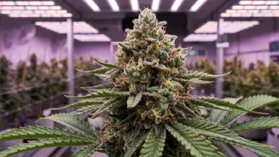 Cannabis in der Blütephase: 12/12-Lichtzyklus, Blütephasen, Tipps und häufige Probleme